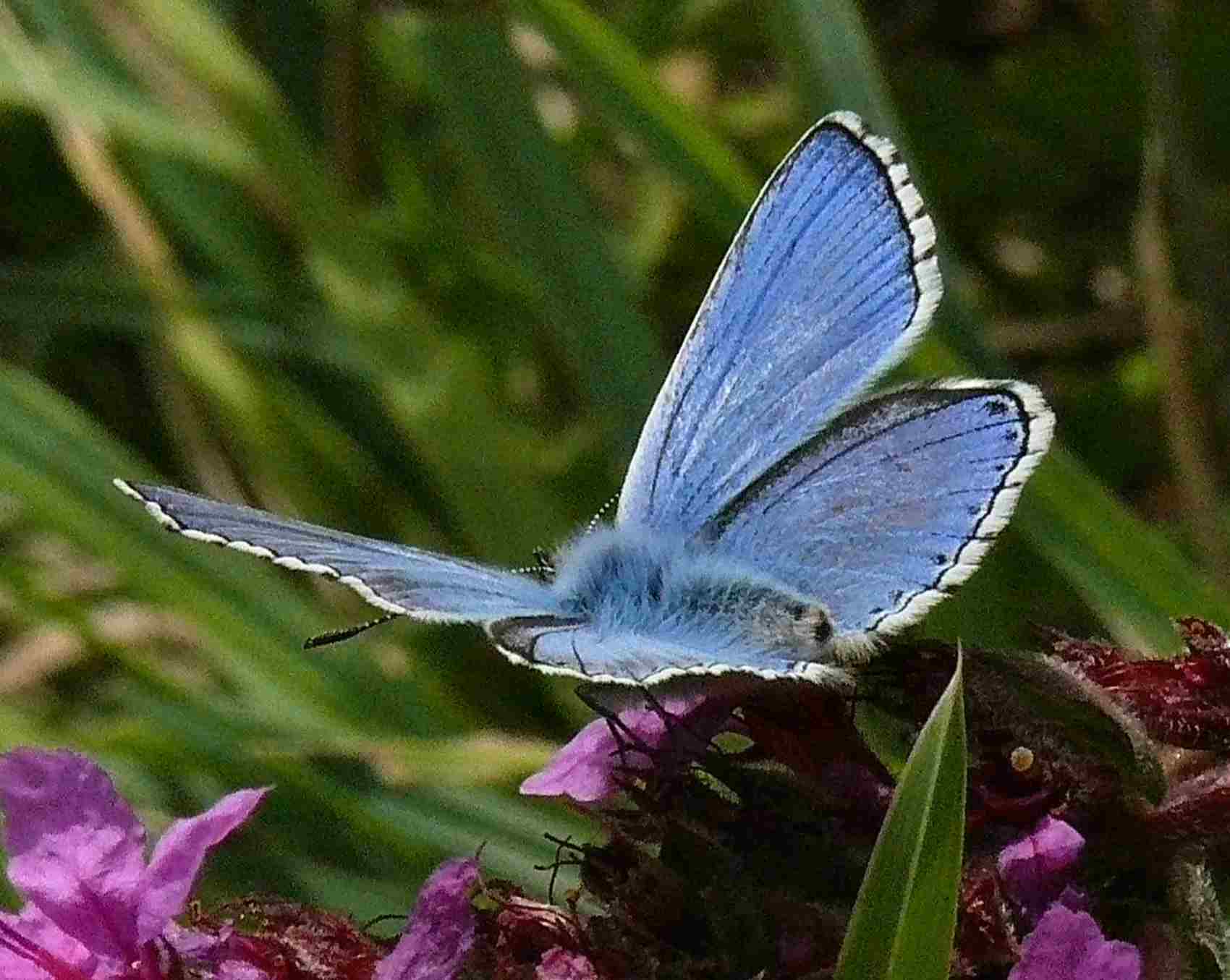 Polyommatus bellargus Polyommatus bellargus